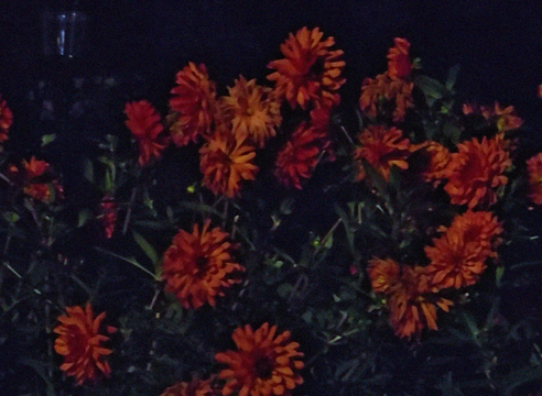 Dominique Gonzalez-Foerster