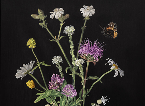 SUSAN McDONNELL , Wild, 2026