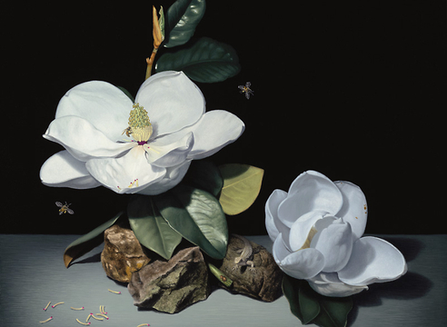 SUSAN McDONNELL , Magnolias, 2026