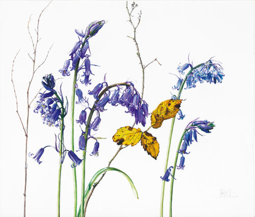 Rosie Sanders, Bluebells in Hisley Wood, 2023