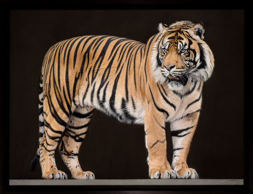 Gary Stinton Close Encounter With Sumatran Tiger, 2023 Signed 'Gary Stinton' (lower right) Pastel on museum board 34 x 45 ins (86.4 x 114.3 cm) (artwork size) 37.8 x 48.62ins (96 x 123.5cm) (framed size)
