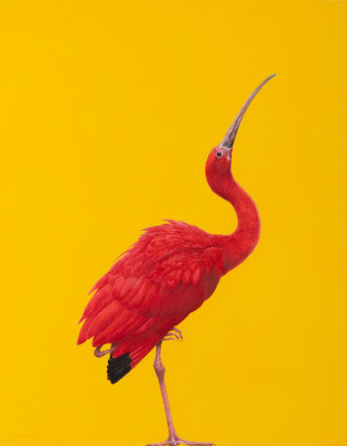 Tim Hayward Scarlet Ibis, 2025 Signed 'Hayward' (lower left) Watercolour & gouache on Saunders Waterford 300 gsm watercolour paper 36 x 28 ins (91.4 x 71.1 cm) (artwork size) 36.61 x 28.35ins (93 x 72cm) (framed size)