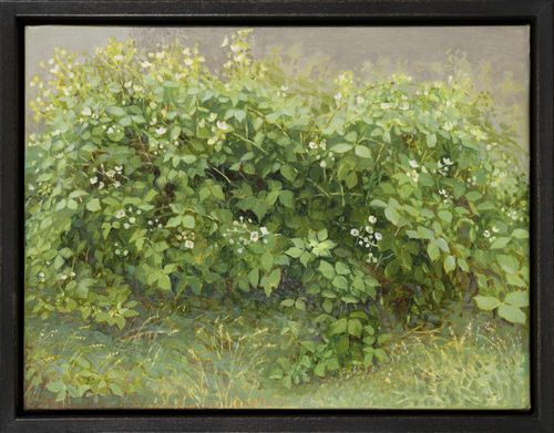 Jane Wormell Flowering Brambles, 2020 Oil on linen 7.28 x 9.45ins (18.5 x 24cm) (artwork size) 8.07 x 10.24ins (20.5 x 26cm) (framed size)
