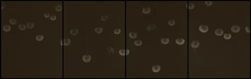 Ryuji Taira, Cadence I, 2014