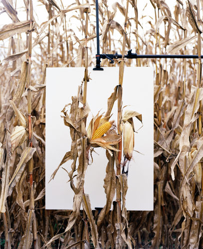 Mathieu Asselin Chapter 4: Van Buren, Indiana, 2013 Tirage 120 x 96 cm / framed 120,5 x 96,5 cm Series: Monsanto: a photographic investigation
