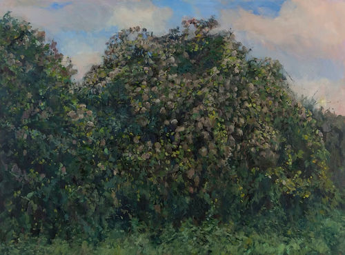 Travellers Joy at Sunset