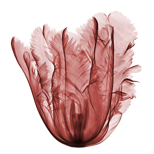 X-Flora, Bryan Whitney