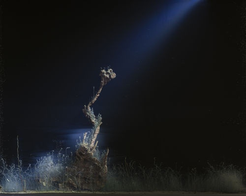 Hicham Berrada, Enclosed Natures