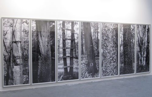 24 Tree Studies exhibition at the Heckscher Museum