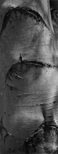 Thaddeus Holownia at Heckscher Museum of Art