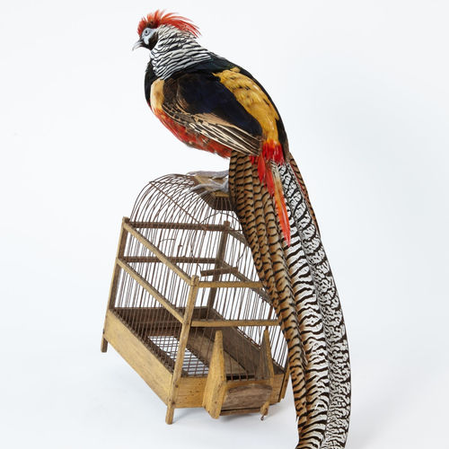 Fiona Dean, The Arrangement of Skin