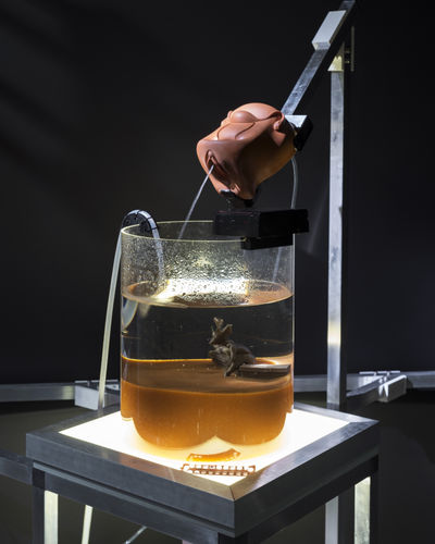 Haseeb Ahmed, Fountain of the Amazons, 2022, Loestrin contraceptive pills; EllaOne emergency contraceptive pills; water; 3D model of Fountain of Amazons based on "The Fountain of Youth” fresco, Château de la Manta, Saluzzo, Italy, 1411-1416 (artist unknown); medical model of vagina for instruction of diaphragm; Helen contraceptive pill package; 1970’s candles from Club 69; plexiglass; wood; and aluminum, 280 x 200 x 70 cm, 110 1/4 x 78 3/4 x 27 1/2 in