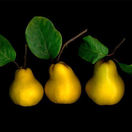 Isabel Bannerman : Plant Life