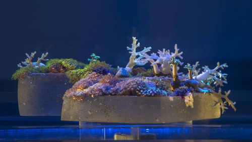 Prior to its presentation at Grand Arts, a smaller version of “Tank” debuted at “Prospect.3,” the international contemporary art triennial in New Orleans. E. G. SCHEMPF E.G. SCHEMPF