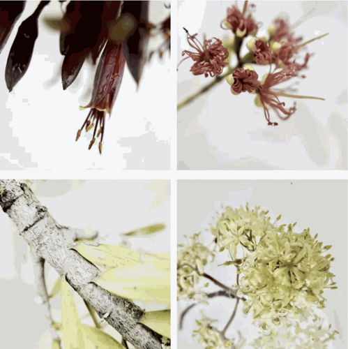 Art of Foraging with Spring Cocktails, Velskov Forest Farm, Waitakere