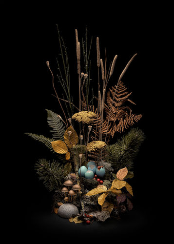 Dark Flora, autumn weald by Jasper Goodall,An arrangement of cloth of gold, pine, beech, and bracken surrounding a nest of exquisite blue eggs, artwork print available at MMX Gallery