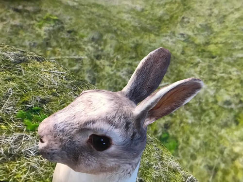 Joan Ross: Did you ask the river?, Australian Centre for the Moving Image | Melbourne