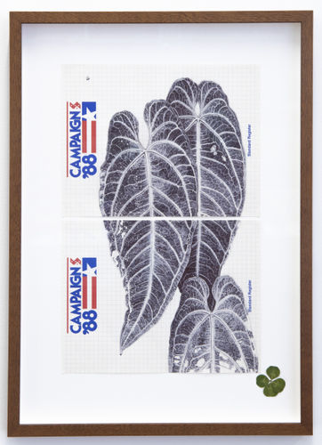 Neva Hosking, Anthurium Warocqueanum Up The Tree at Mollies, Kuranda, 2024 ink on paper 43.5 x 28 cm