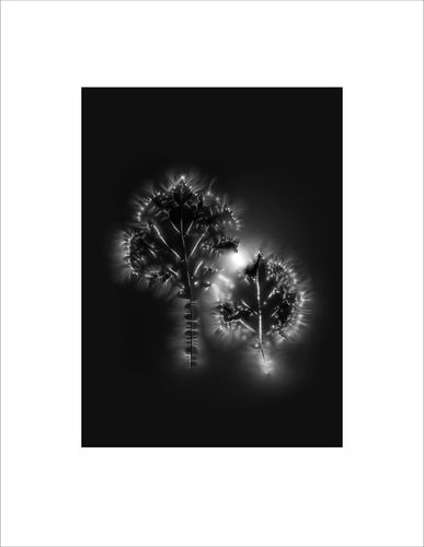 Marie-Jeanne Musiol, « Corps de lumière no 397 (Deux feuilles) », 2022, Saisie électromagnétique sur film argentique, tirage numérique archives, 27.9 x 21.6 cm, Ed 7 + 3 AP