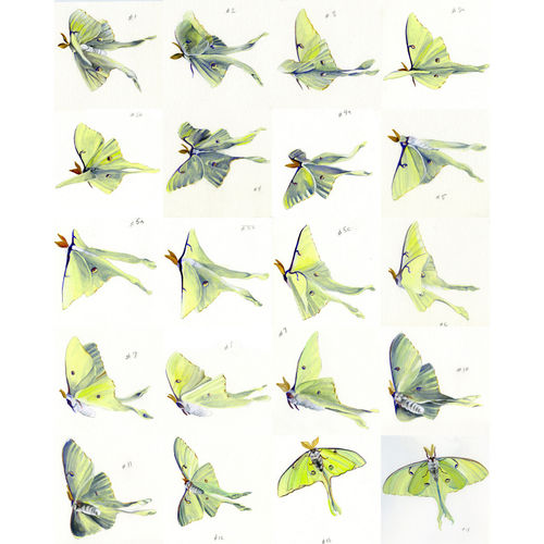 Luna Moths #1-14, gouache on paper, 2020