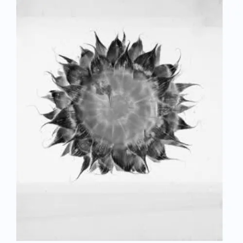 Stellaria solaris garden project, Michele Guido