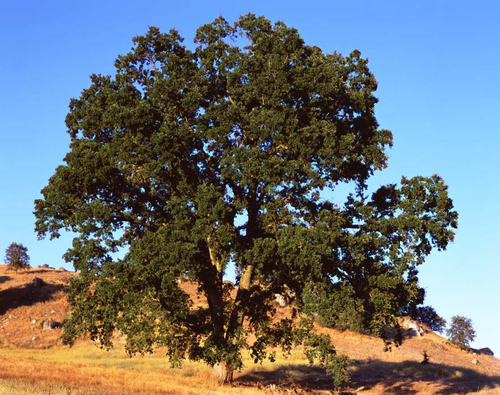 KEN GONZALES-DAY - Projects - Luis De Jesus Los Angeles