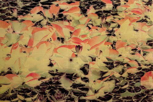 A colorful and gold-toned image of lotus flowers blooming.