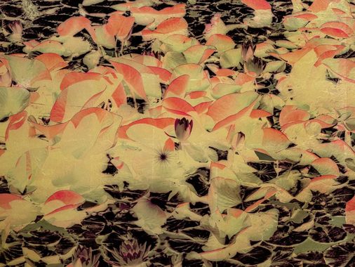 A colorful and gold-toned image of lotus flowers blooming.