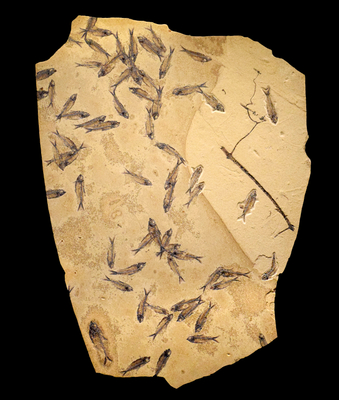 Fossil Fish Mural 2795cm (SOLD)