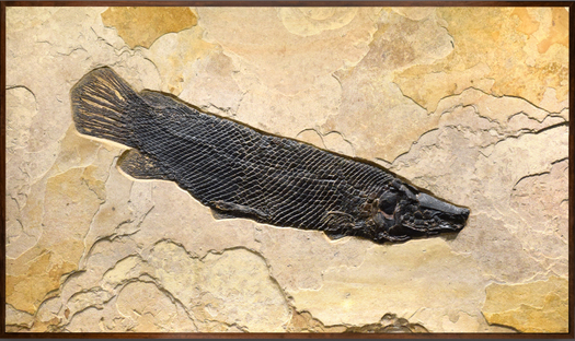 Fossil Fish Mural 5002gm