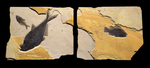 Fossil Fish Mural 4702ab