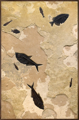 Fossil Fish Mural 2003gm