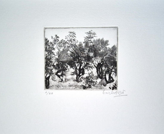 Joan Barbarà, Camp d'Oliveres, 1949-2008