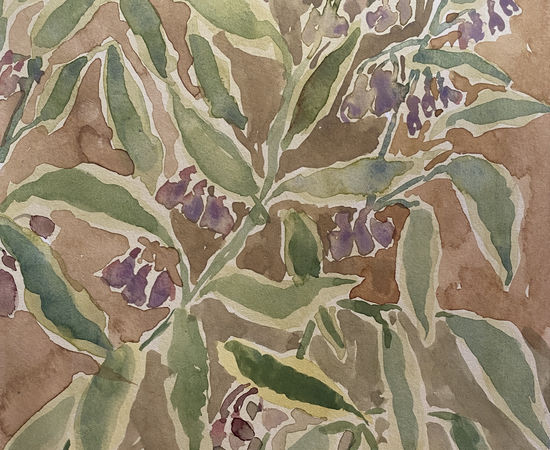 Beatrice Hasell-McCosh , Comfrey, 2023