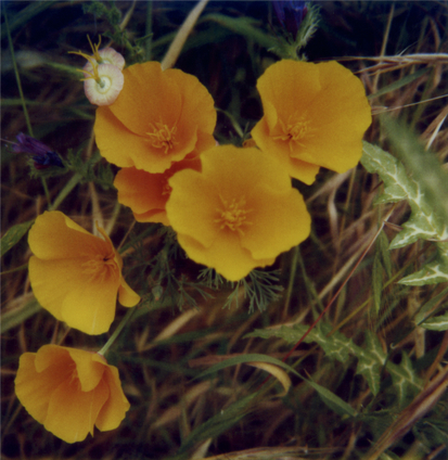 California poppies, La Palma, 1987