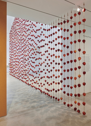 Anya Gallaccio, Falling from grace, 2000–2024