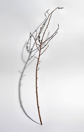 Anya Gallaccio, The Feeling's Gone And I Just Can't Get It Back, 2006