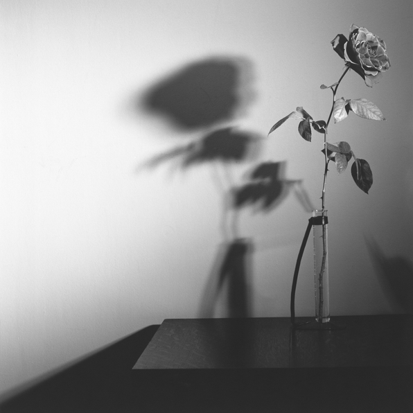 Roslyn Oxley9 Gallery