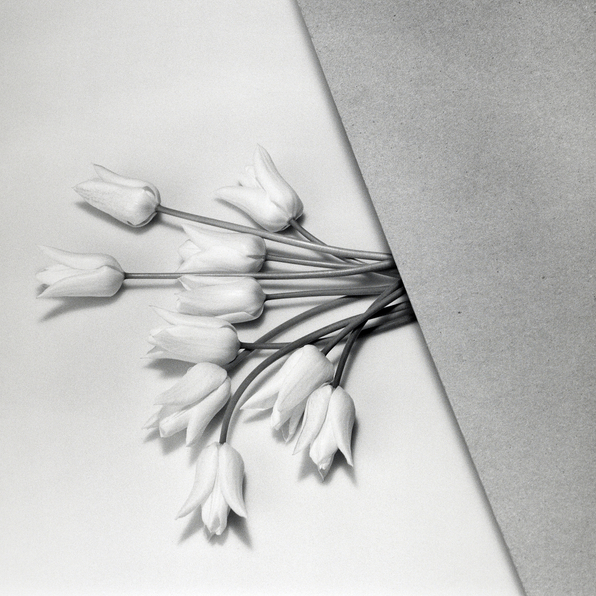 Roslyn Oxley9 Gallery