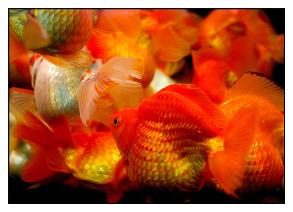 William Furniss, Tung Choi Street, Hong Kong, 2005