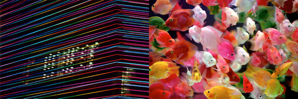 William Furniss, New World - Goldfish, 2005