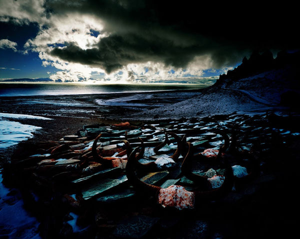 Cang Xin, Man And Sky As One Series No.8 - Oxen, 2004