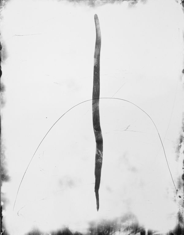 Daniel Hojnacki, Untitled (Emergence II)