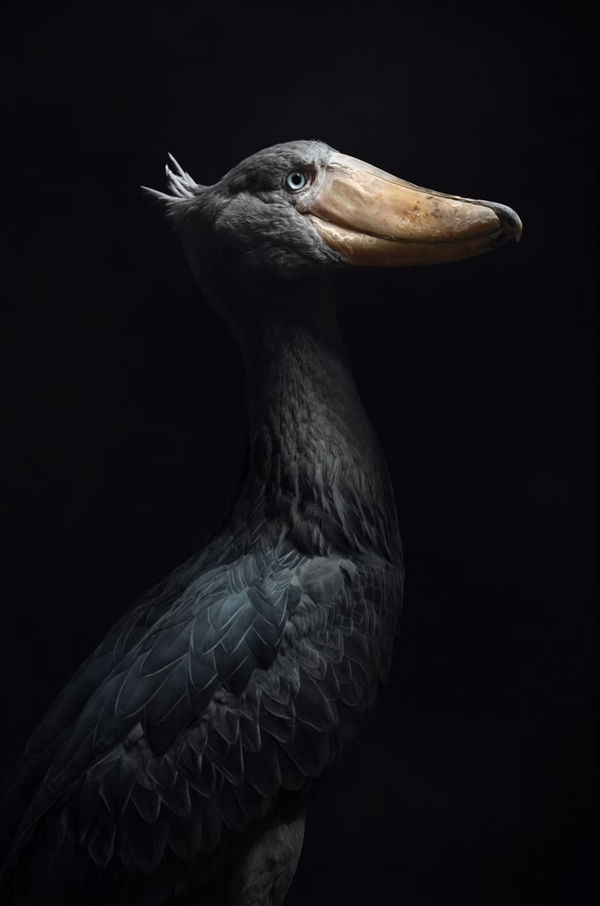 Lagrange Vincent, The Shoebill