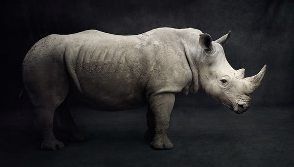 Lagrange Vincent, The Southern White Rhino