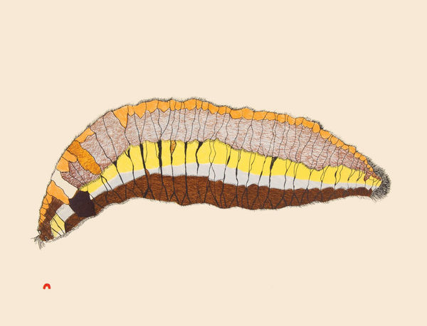 Papiara Tukiki - Woolybear Catterpillar, 2014
