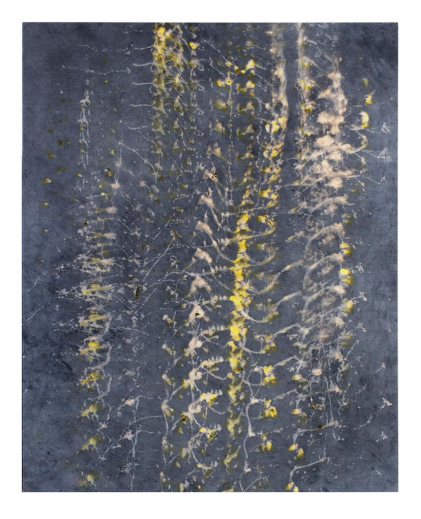 ALICE MAGNE, Oxalis / Noix de galle n°2, 2022