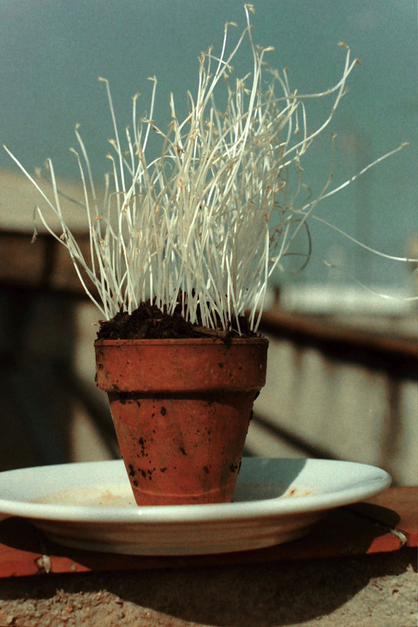 Antonio Ortega, Register (of sequels), 1995