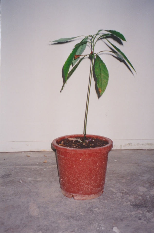 Antonio Ortega, Register (energy transmission), 1997-1998