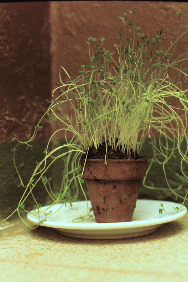 Antonio Ortega, Register (of sequels), 1995